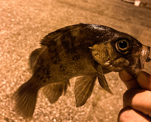 アオメバルの釣果