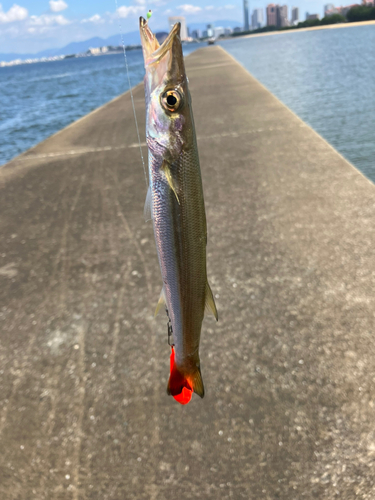 カマスの釣果