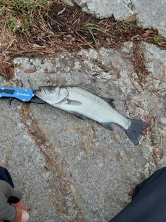 セイゴ（ヒラスズキ）の釣果