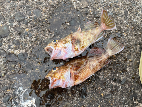 アラカブの釣果