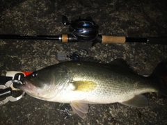 ブラックバスの釣果