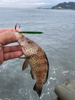 オオモンハタの釣果