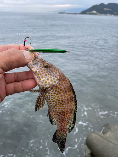 オオモンハタの釣果