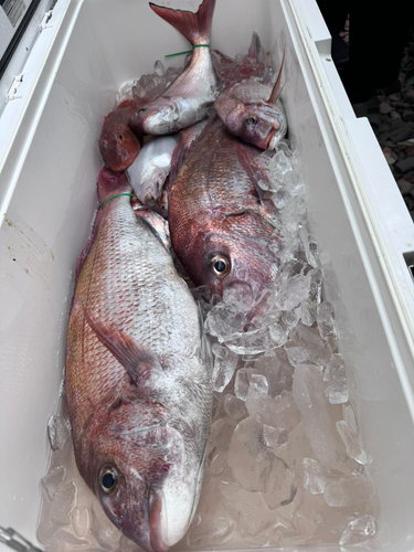 マダイの釣果