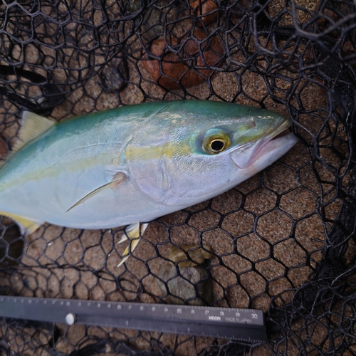 ツバイソの釣果