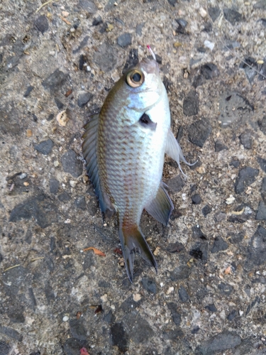 スズメダイの釣果