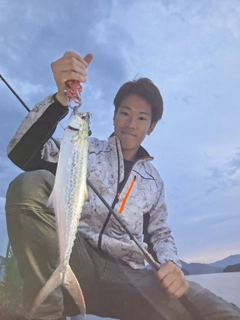 サゴシの釣果