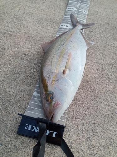 ショゴの釣果