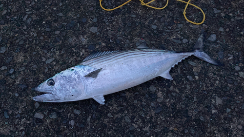 ハガツオの釣果