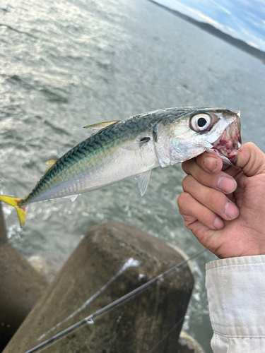 ワカシの釣果