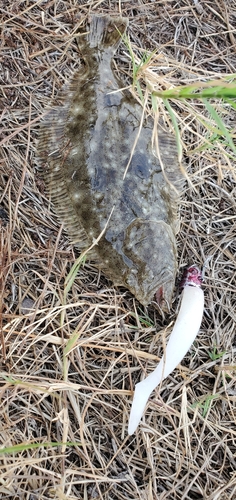 ソゲの釣果