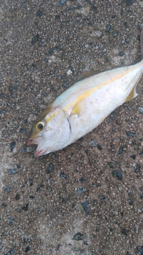 ショゴの釣果