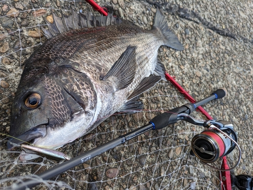 チヌの釣果