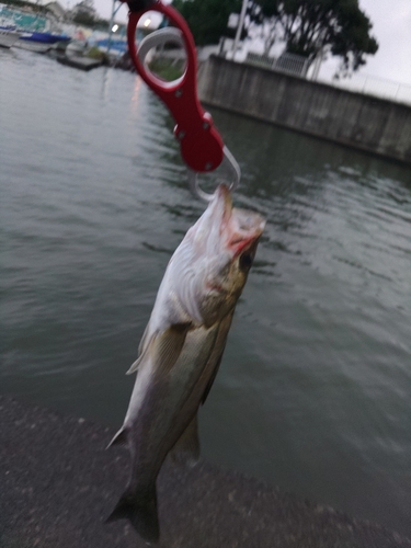 スズキの釣果