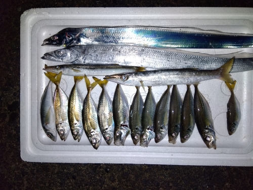 アジの釣果