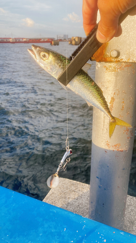 サバの釣果