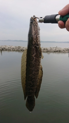 ライギョの釣果