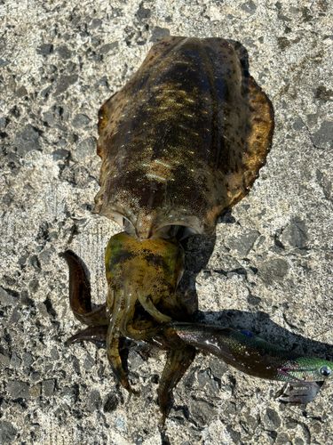 アオリイカの釣果