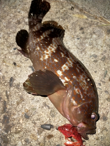 アコウの釣果