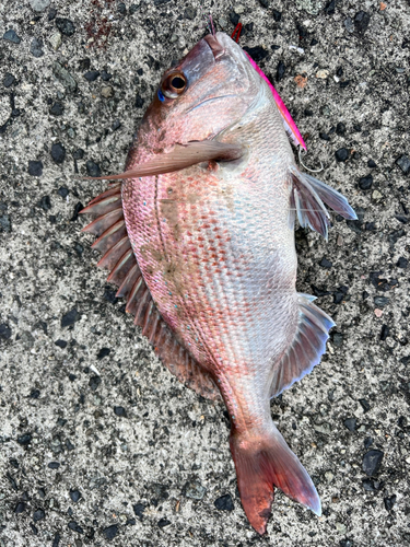 タイの釣果