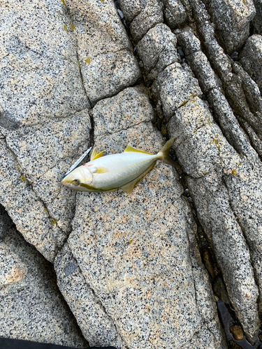 カンパチの釣果