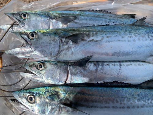 サゴシの釣果