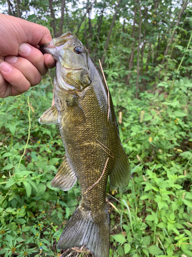 スモールマウスバスの釣果