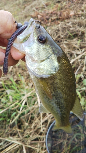 ラージマウスバスの釣果