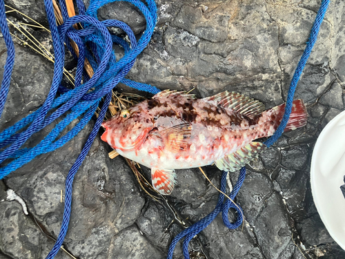 ブダイの釣果