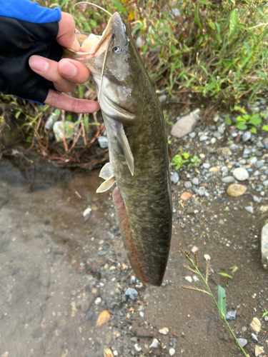 ナマズの釣果