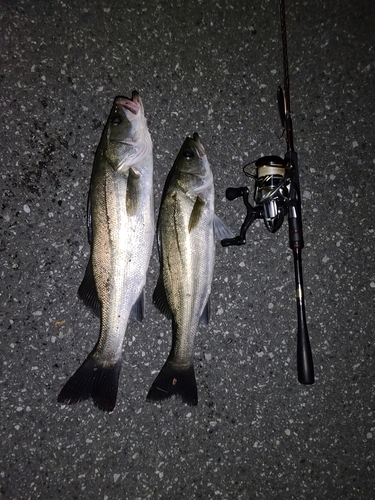 シーバスの釣果