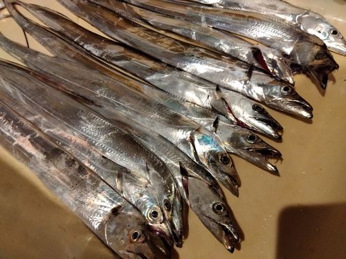 タチウオの釣果