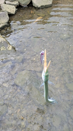 ダツの釣果