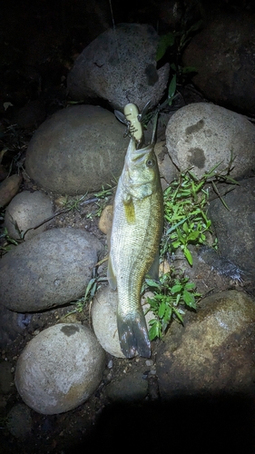 ラージマウスバスの釣果