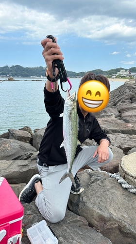 サゴシの釣果