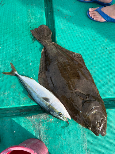 ヒラメの釣果