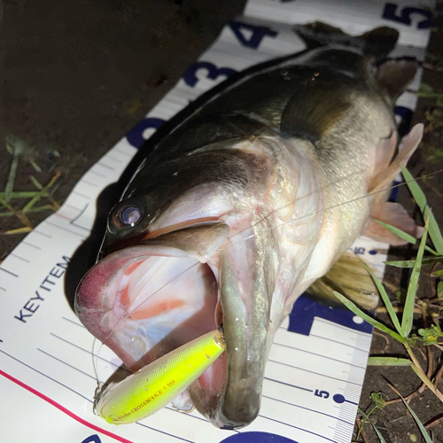 ブラックバスの釣果