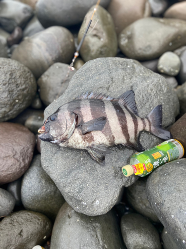 イシダイの釣果