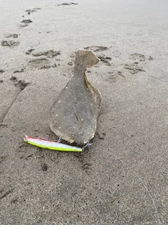 ヒラメの釣果