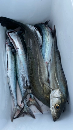 サゴシの釣果