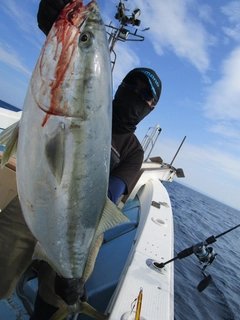 ブリの釣果