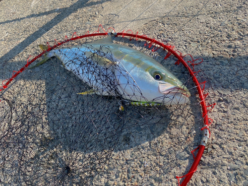 ハマチの釣果