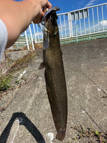 ナマズの釣果