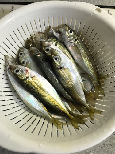 アジの釣果