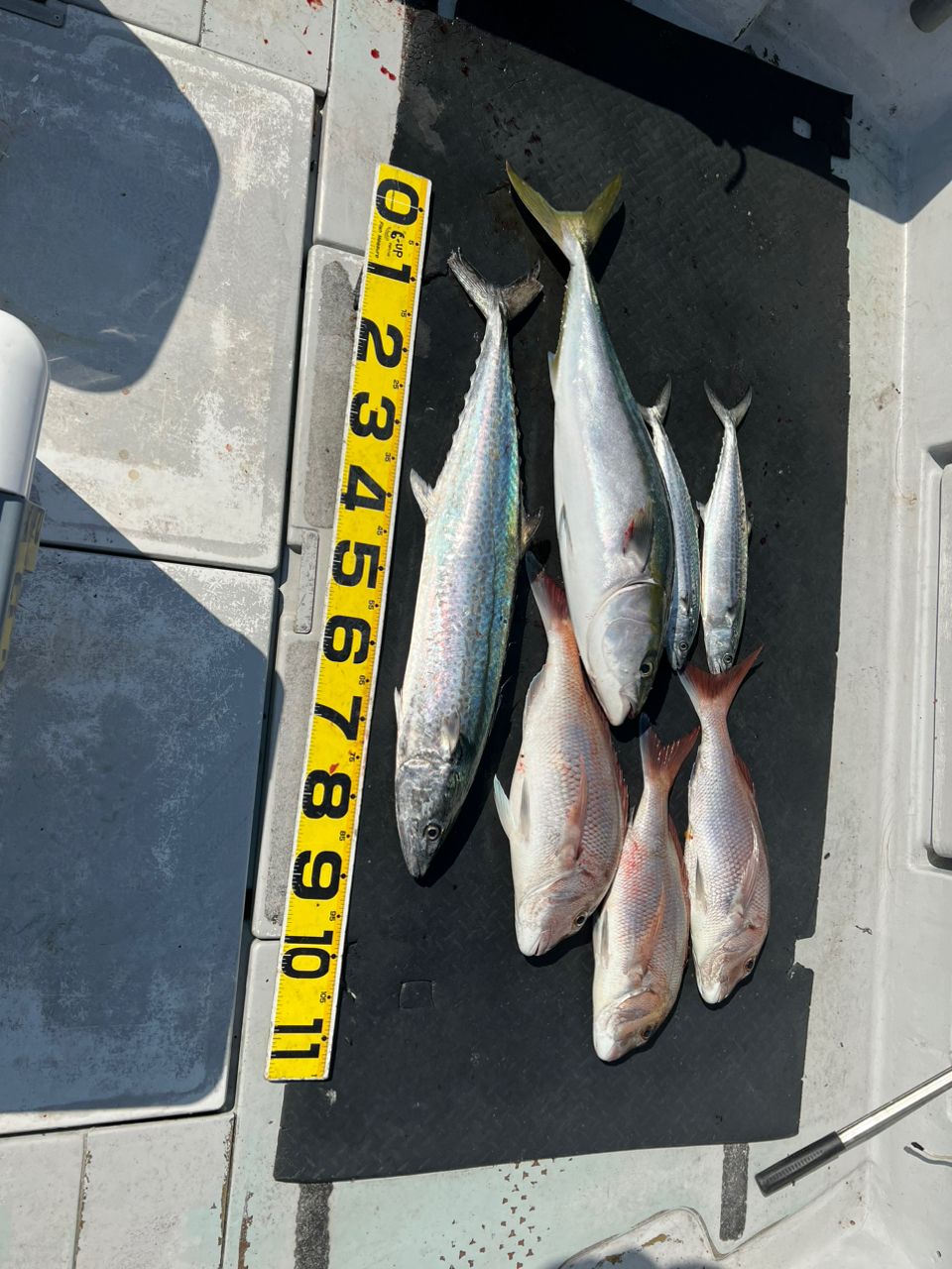 桜島大根さんの釣果 2枚目の画像