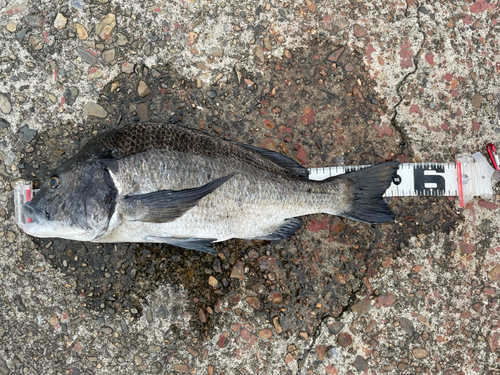 チヌの釣果