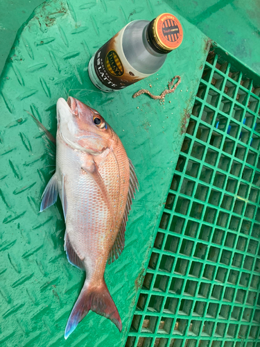 マダイの釣果