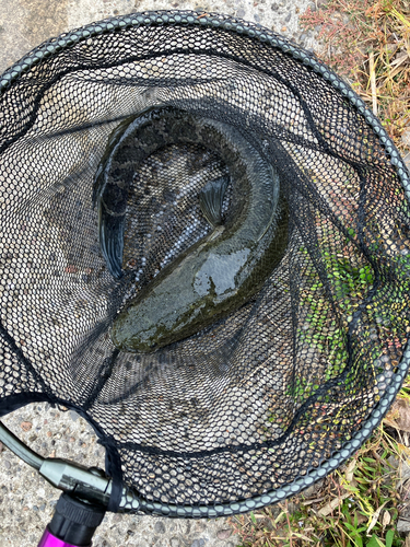 ライギョの釣果