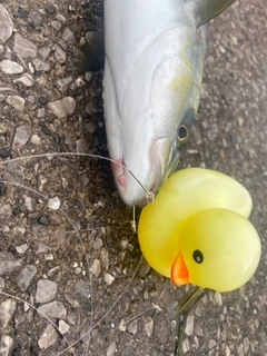 ワカシの釣果