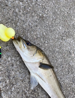 フッコ（マルスズキ）の釣果